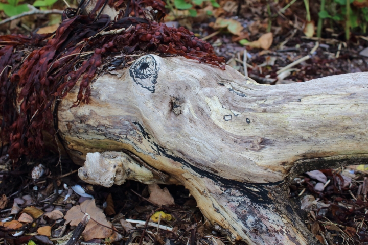 driftwood-face